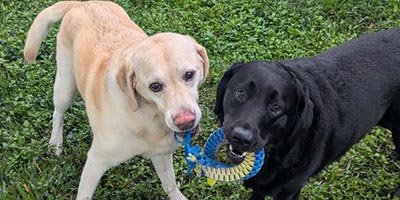 overnight-pet-sitting-in-miami-beach-fl Overnight pet sitting in Miami Beach FL