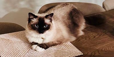 pet-sitting-visits-in-Miami-Shores-FL pet sitting visits in Miami Shores Fl