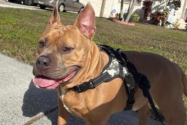 overnight-pet-sitting-in-homestead-fl overnight pet sitting in homestead fl