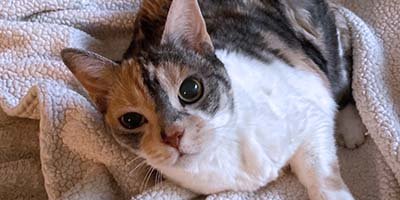 cat-sitting-in-hialeah-gardens-fl cat sitting in Hialeah Gardens FL