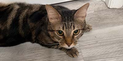 cat-sitting-in-miami-gardens-fl cat sitting in Miami Gardens FL