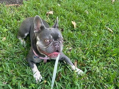daily-dog-walks-in-hialeah-gardens-fl daily dog walks in Hialeah Gardens Fl