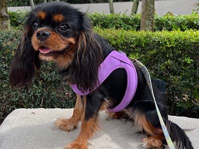 daily-dog-walks-in-miami-gardens-fl daily dog walks in Miami Gardens FL