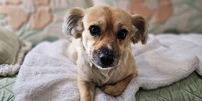 dog-boarding-in-hialeah-gardens-fl dog boarding in Hialeah Gardens FL