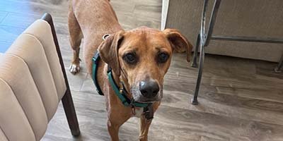dog-boarding-in-miami-gardens-fl dog boarding in Miami Gardens FL