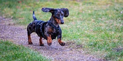 overnigh-pet-sitting-in-hieleah-fl overnight pet sitting in Hialeah Gardens FL