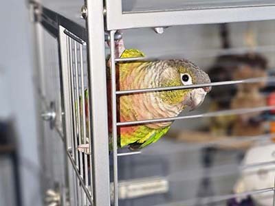 pet-sitting-in-hialeah-gardens-fl pet sitting in Hialeah Gardens FL