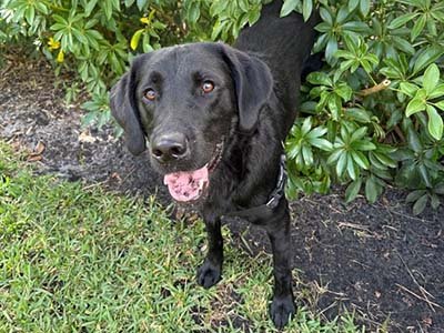 pet-sitting-in-miami-gardens-fl pet sitting in Miami Gardens FL