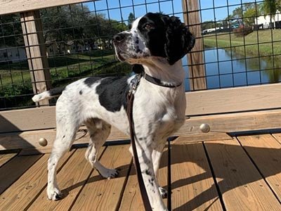 daily-dog-walking-in-cutler-bay-fl daily dog walking in Cutler Bay FL