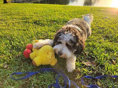 daily-dog-walking-in-palmetto-bay-fl daily dog walking in Palmetto Bay FL
