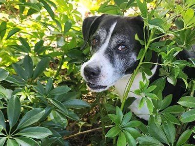 daily-dog-walks-in-the-hammocks-fl daily dog walking in The Hammocks FL