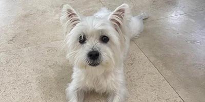 dog-boarding-in-cutler-bay-fl dog boarding in Cutler Bay FL
