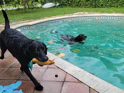 dog-boardings-in-cutler-bay-fl dog boarding in Cutler Bay FL