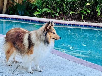 dog-boardings-in-palmetto-bay-fl dog boarding in Palmetto Bay FL