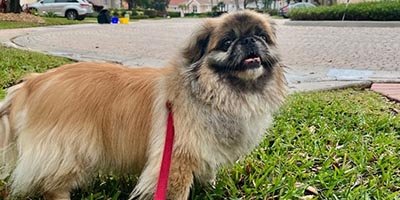 dog-walking-in-cutler-bay-fl dog walking in Cutler Bay FL