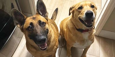 overnight-pet-sitting-in-cutler-bay-fl overnight pet sitting in Cutler Bay FL