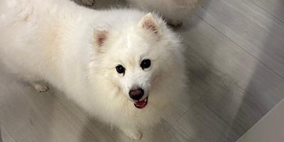 overnight-pet-sitting-in-palmetto-bay-fl overnight pet sitting in Palmetto Bay FL