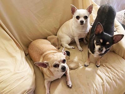 overnight-pet-sittings-in-cutler-bay-fl overnight pet sitting in Cutler Bay FL