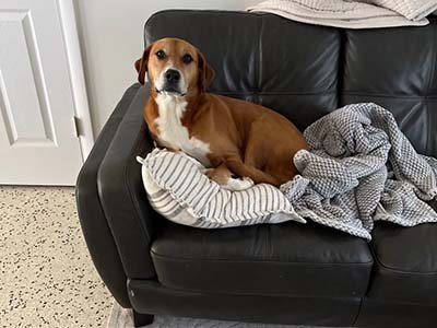 overnights-in-palmetto-bay-fl overnight pet sitting in Palmetto Bay FL