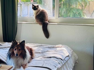 overnights-in-the-hammocks-fl overnight pet sitting in The Hammocks FL