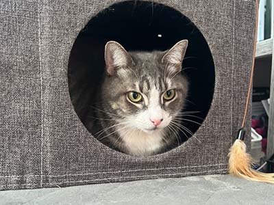 pet-sitting-in-palmetto-bay-fl pet sitting in Palmetto Bay FL