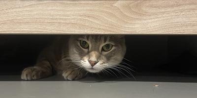 cat sitting in West Perrine Fl