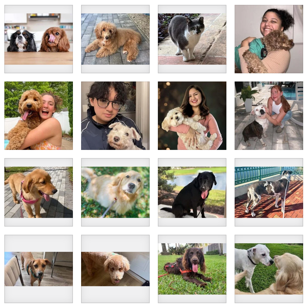 contact house and hound pet sitters contact Pet sitters in Miami Dade