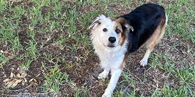 dog boarding in West Perrine FL
