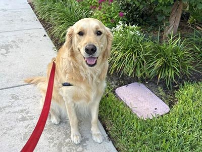 daily dog walking in West Perrine FL