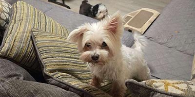 overnight pet sitting in West Perrine FL