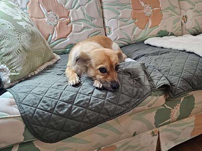 overnight pet sitting in West Perrine FL