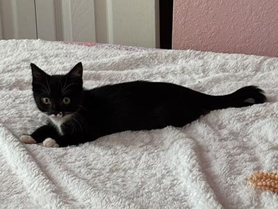 pet sitting in West Perrine FL